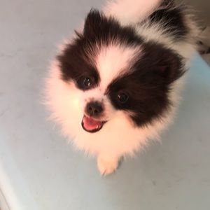 Meet your Posher, Brylee